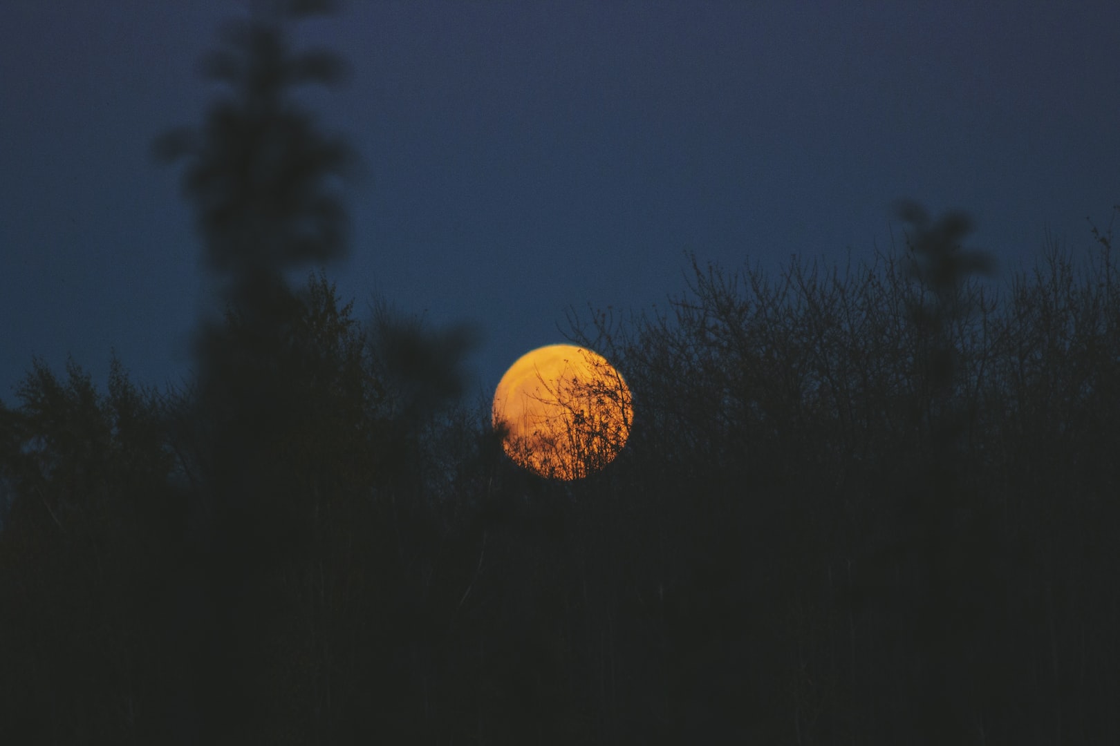 natt med måne